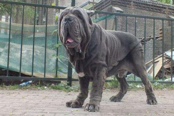 世界十大最危險(xiǎn)猛犬，世界猛犬有哪些？